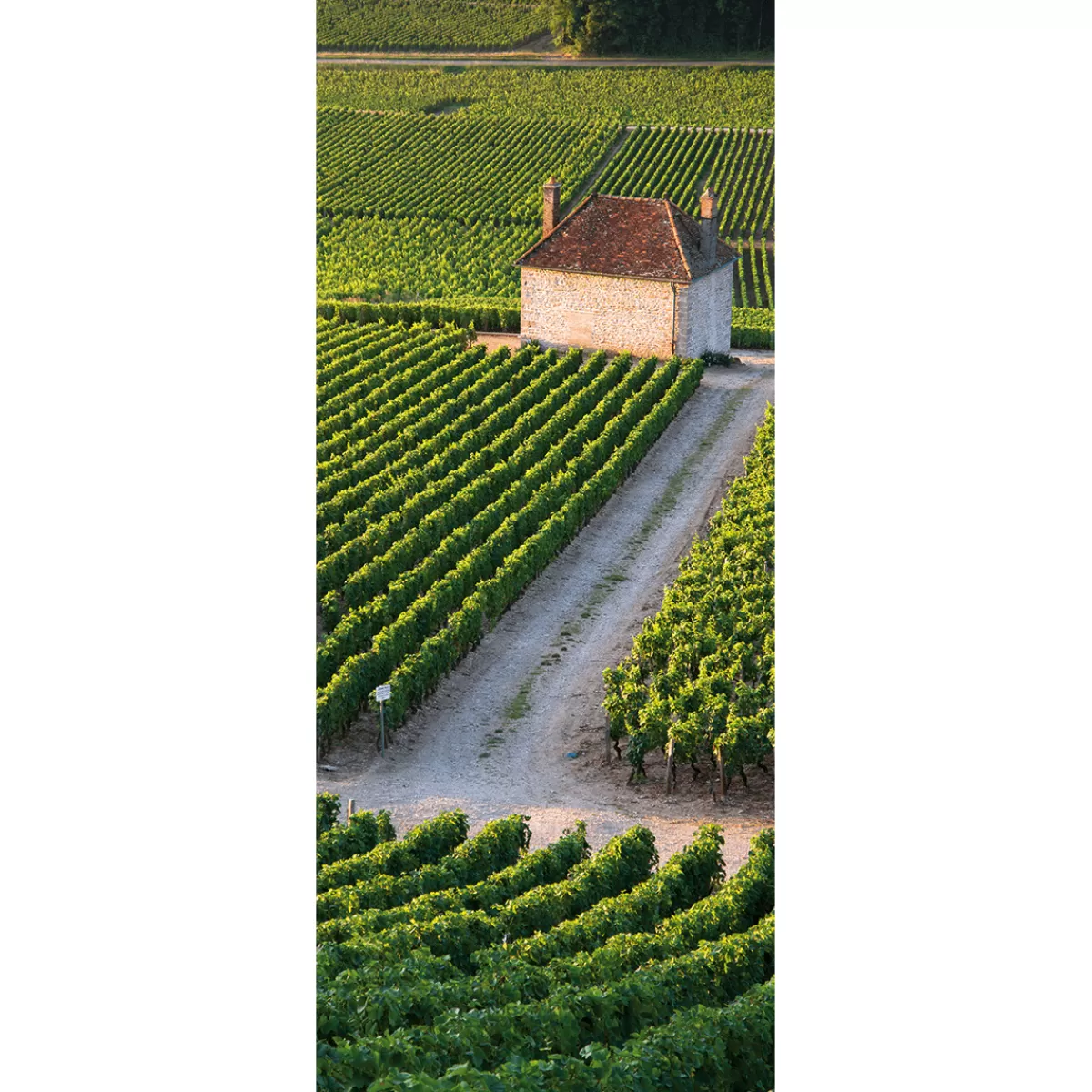 DecoWoerner Bannière En Tissu Difficilement Inflammable "Vignoble" En Tissu Pour Drapeau 75 X 180 Cm