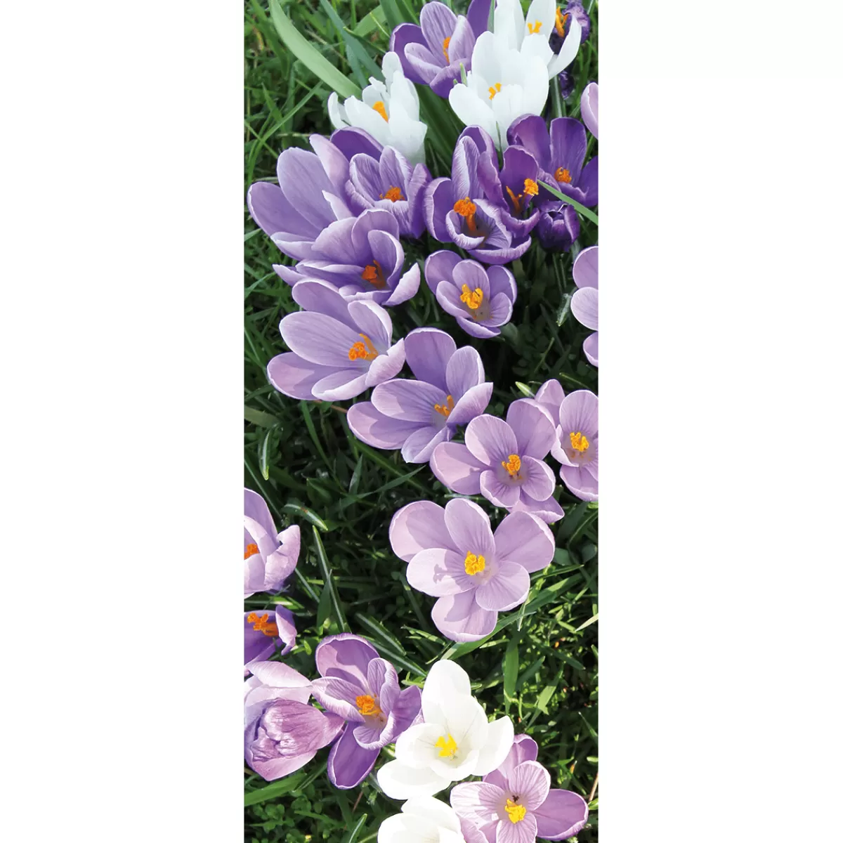 DecoWoerner Bannière En Tissu Ignifugé Crocus Blancs Et s En Tissu Pour Drapeau 75 X 180 Cm