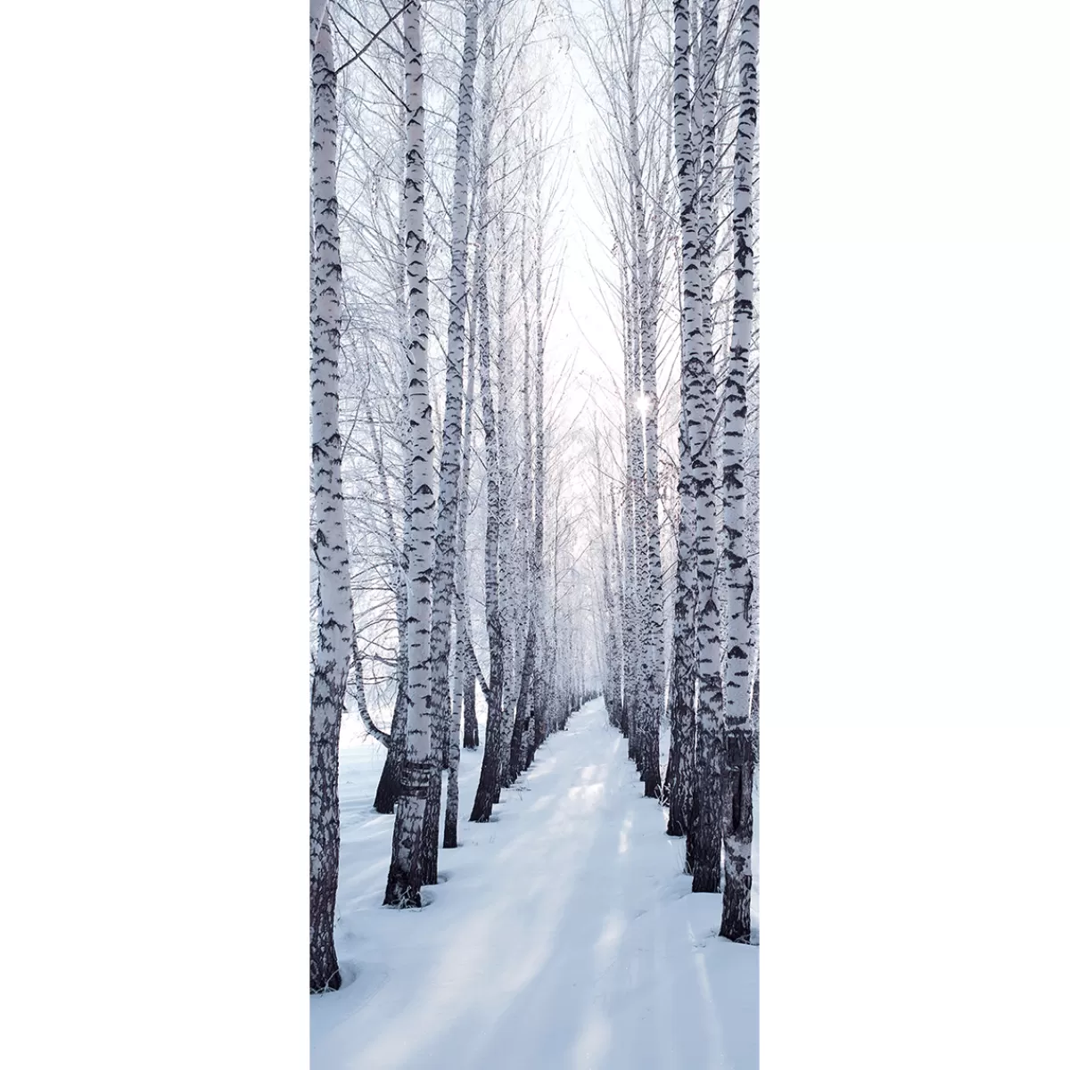 DecoWoerner Bannière En Tissu Ignifugé "Allée De Bouleaux D'hiver" En Tissu Pour Drapeau 75 X 180 Cm