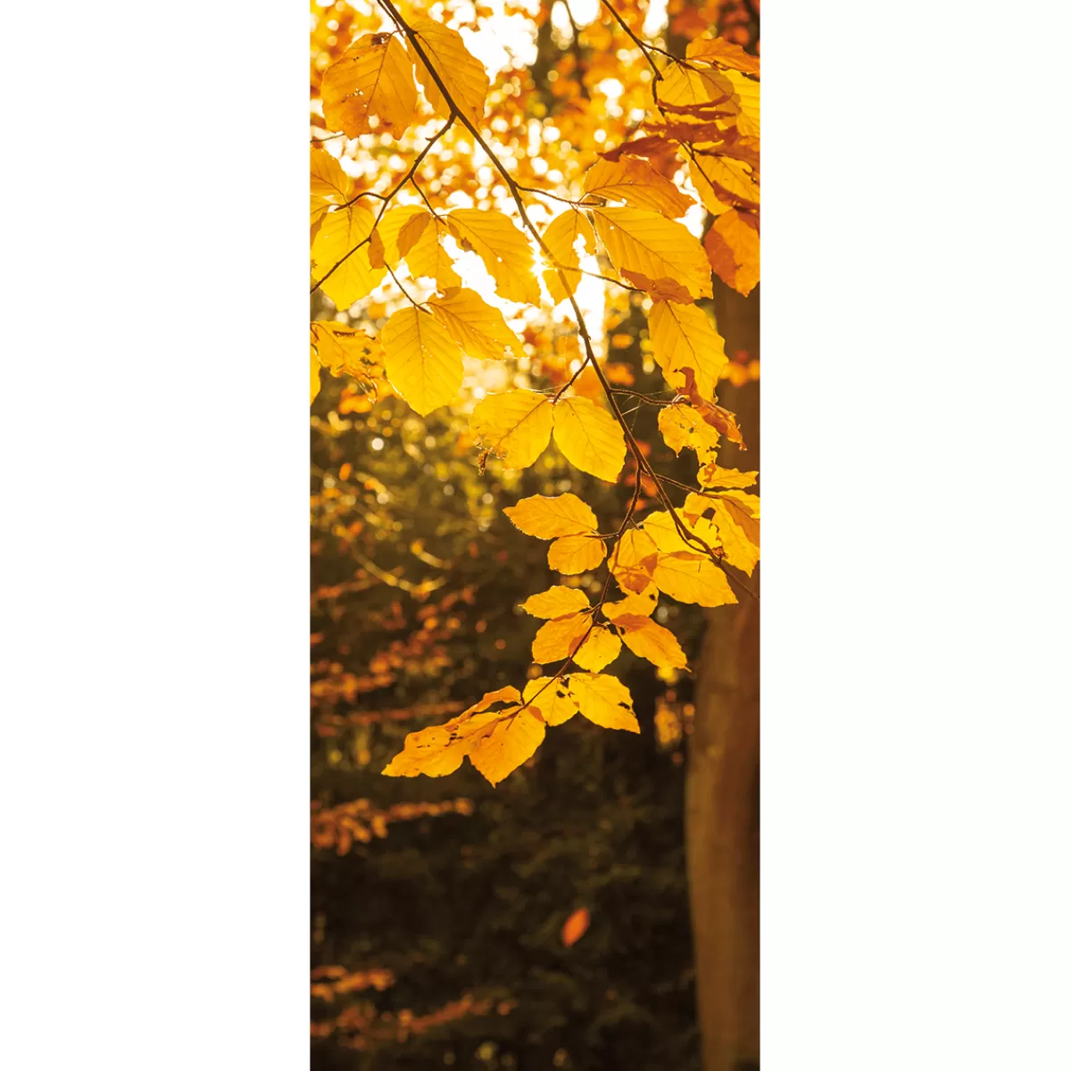 DecoWoerner Bannière En Tissu Ignifugé "Feuilles D'automne Dorées" En Tissu Pour Drapeau 75 X 180 Cm
