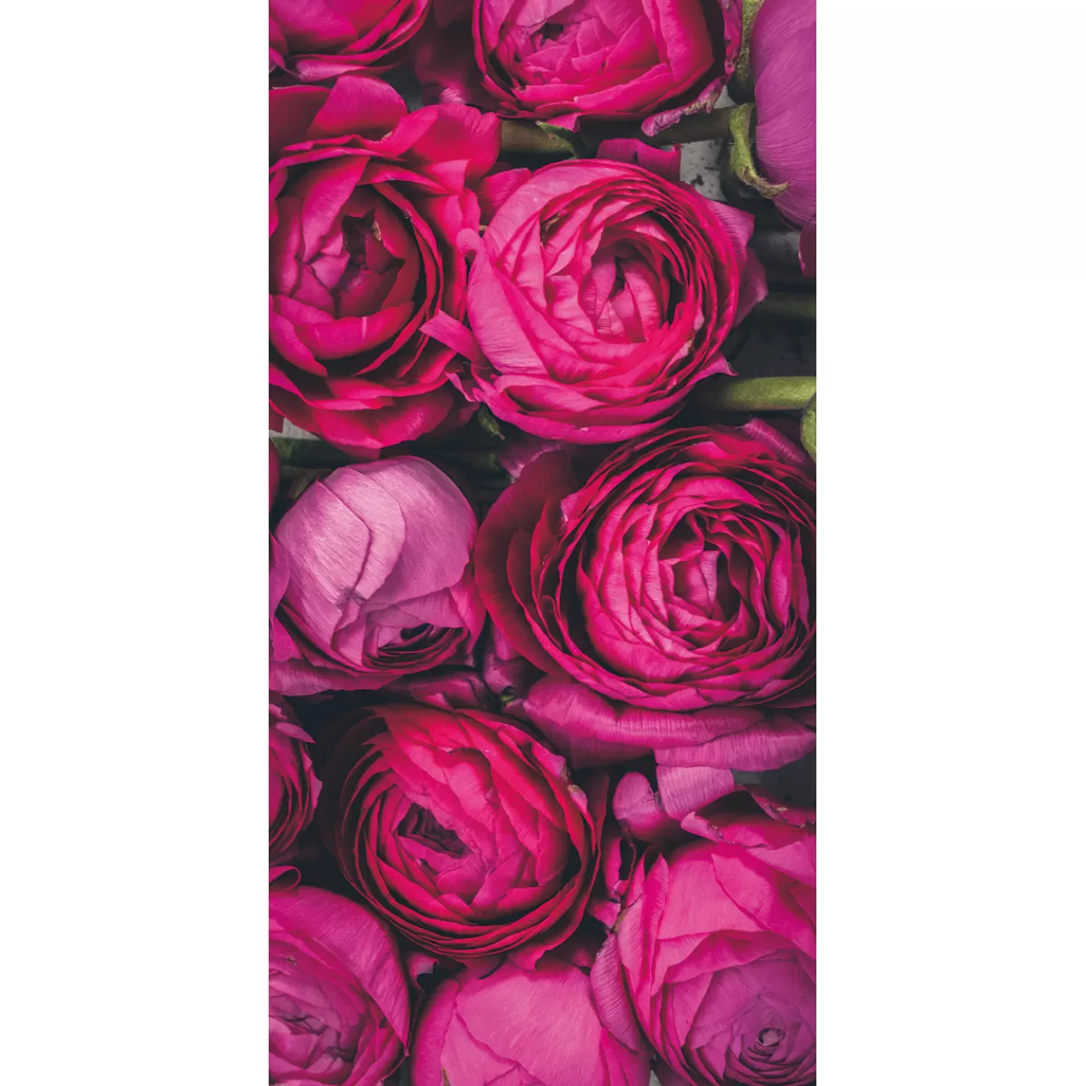 DecoWoerner Bannière En Tissu Ignifugé "fleurs De Renoncules s" En Tissu Pour Drapeau 100 X 200 Cm