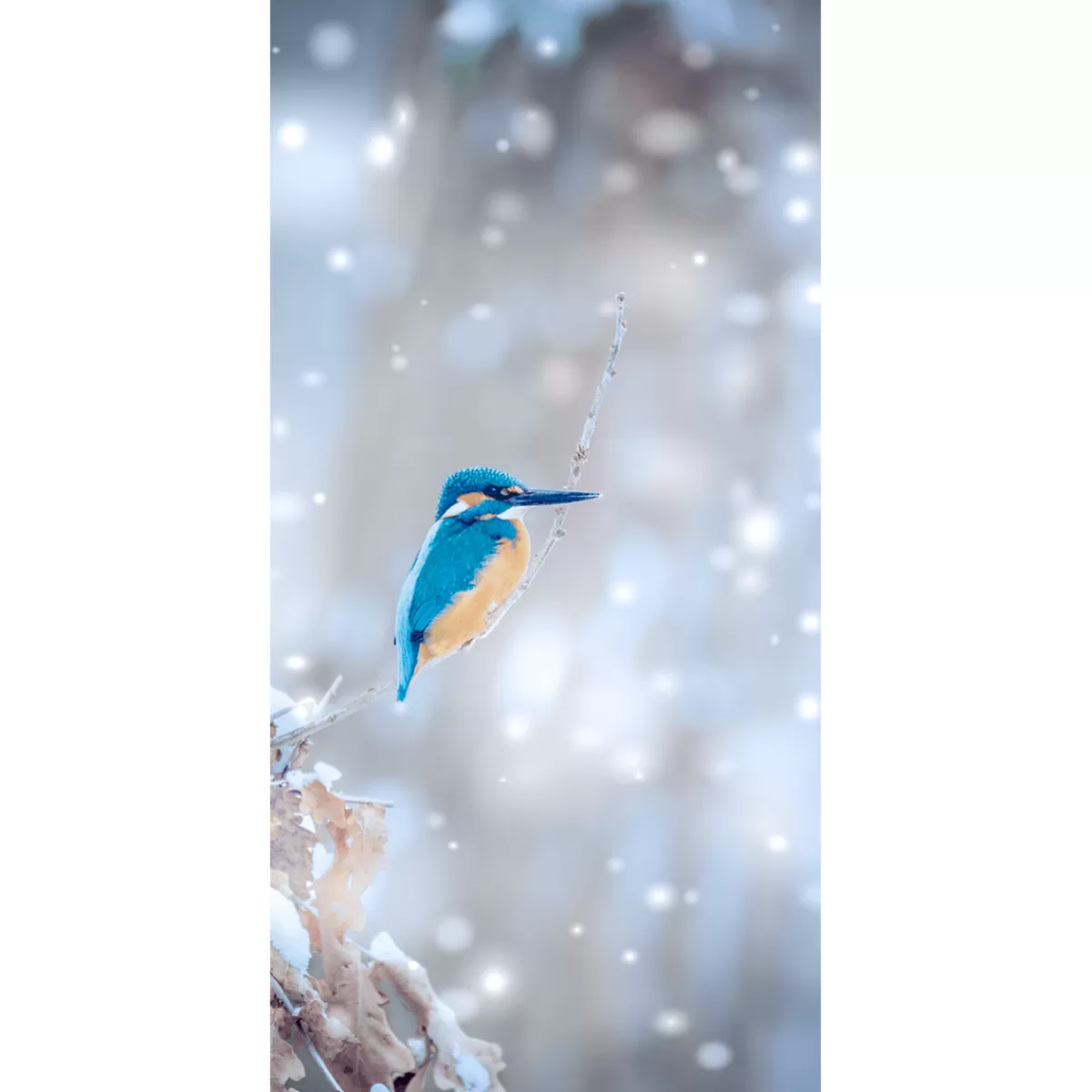 DecoWoerner Bannière En Tissu Ignifugé "martin-pêcheur" En Tissu Pour Drapeau 100 X 200 Cm