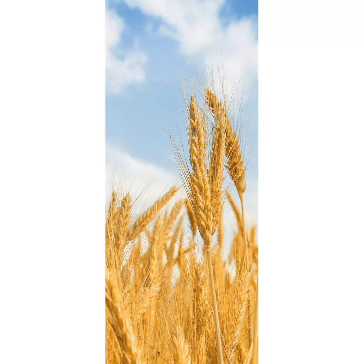 DecoWoerner Bannière En Tissu Ignifugé "épis De Blé Dorés" En Tissu Pour Drapeau 75 X 180 Cm