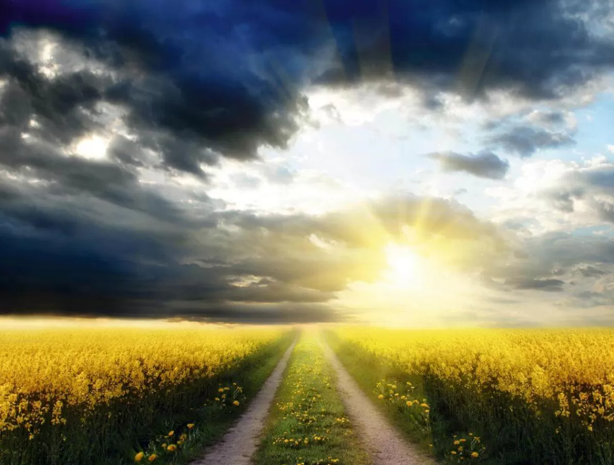 bannire_xxl_champ_de_colza_en_bche_de_camion_difficilement_inflammable_300_x_400_cm_1.webp DecoWoerner Bannière XXL "Champ De Colza" En Bâche De Camion Difficilement Inflammable 300 X 400 Cm