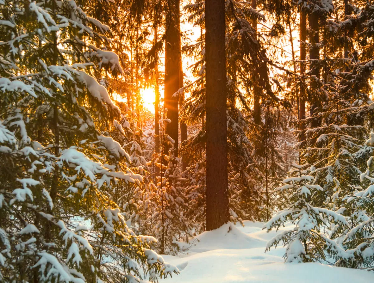 DecoWoerner Bannière XXL "Lever De Soleil Dans La Forêt Hivernale" En Bâche De Camion Difficilement Inflammable 250 X 330 Cm