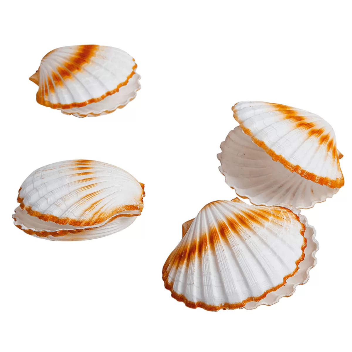 DecoWoerner Coquilles Saint-Jacques Déco, Ø 10 Cm