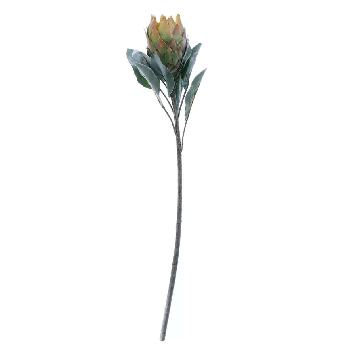 DecoWoerner Fleur Artificielle Protea e, 72 Cm