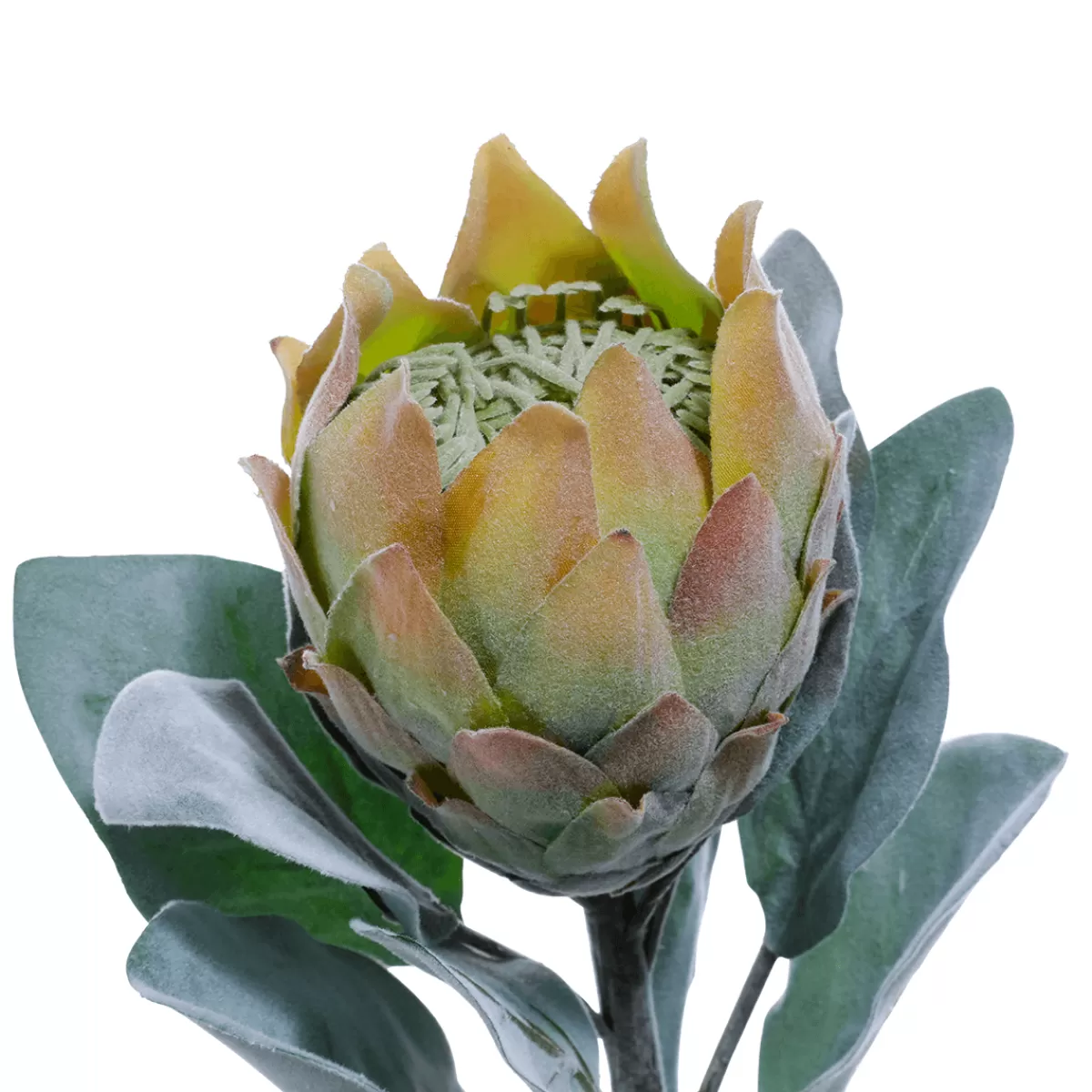 DecoWoerner Fleur Artificielle Protea e, 72 Cm