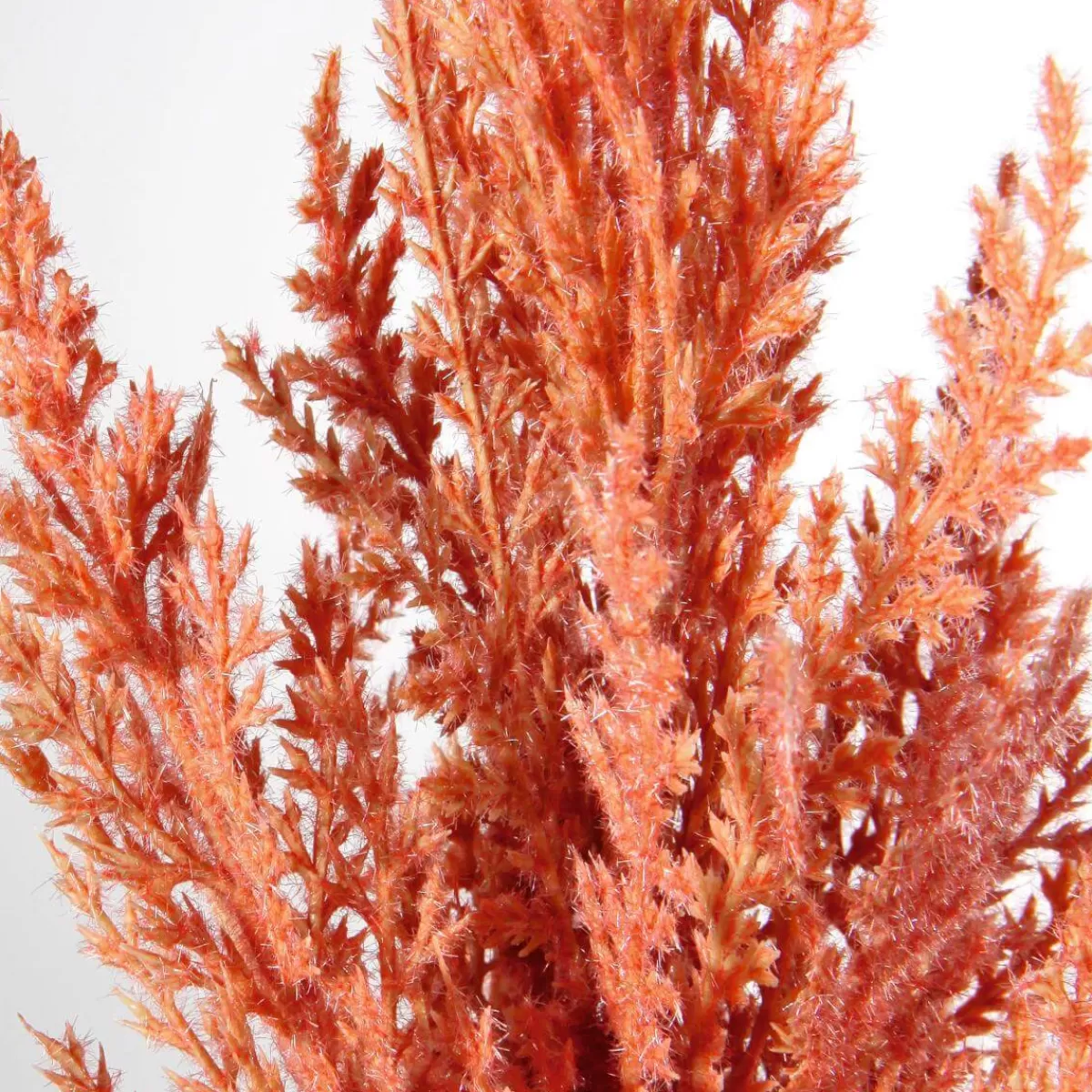 DecoWoerner Gazon De La Pampa En au Décoratif, 94 Cm