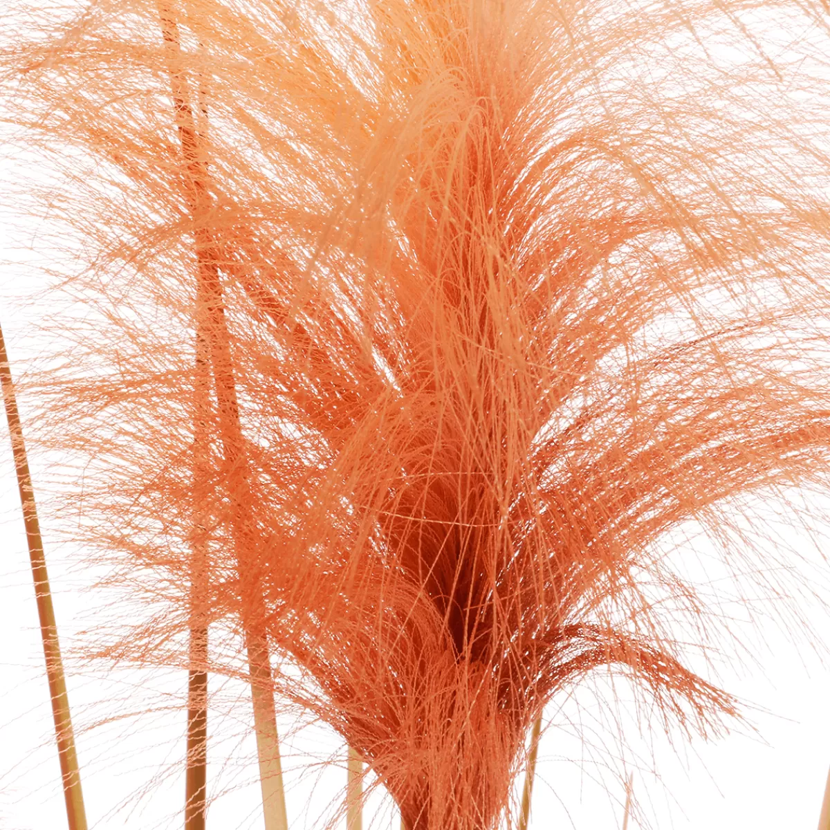 DecoWoerner Herbe De La Pampa Décorative Teintée Dans Un Pot Noir 117 Cm