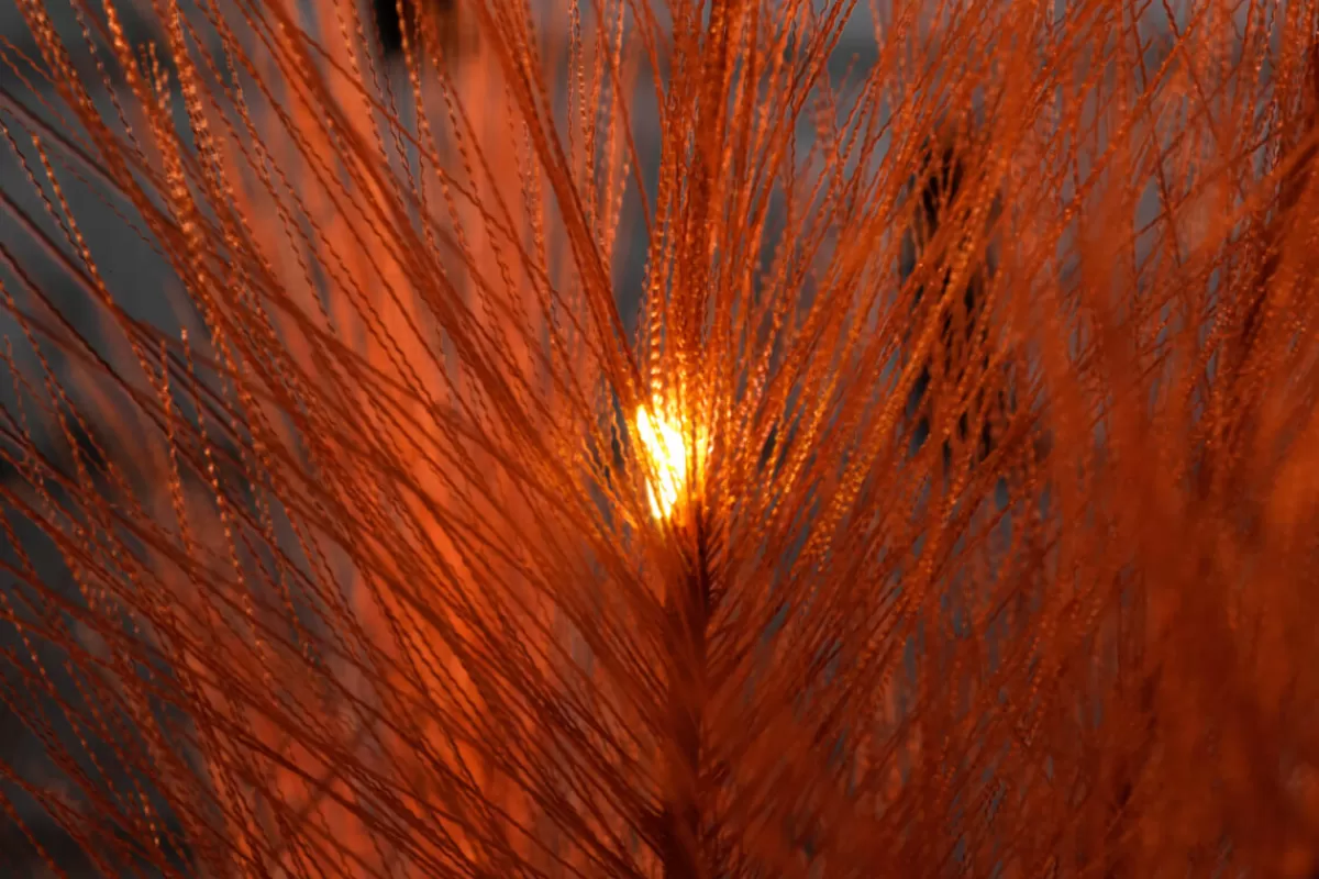 jeu_de_touffes_dherbe_de_la_pampa_led_avec_batterie_118_cm_de_long_4.webp DecoWoerner Jeu De Touffes D'herbe De La Pampa LED Avec Batterie, 118 Cm De Long