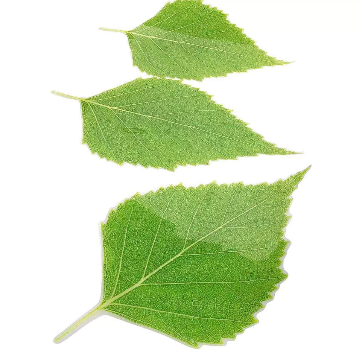 DecoWoerner Lot De Feuilles De Bouleau