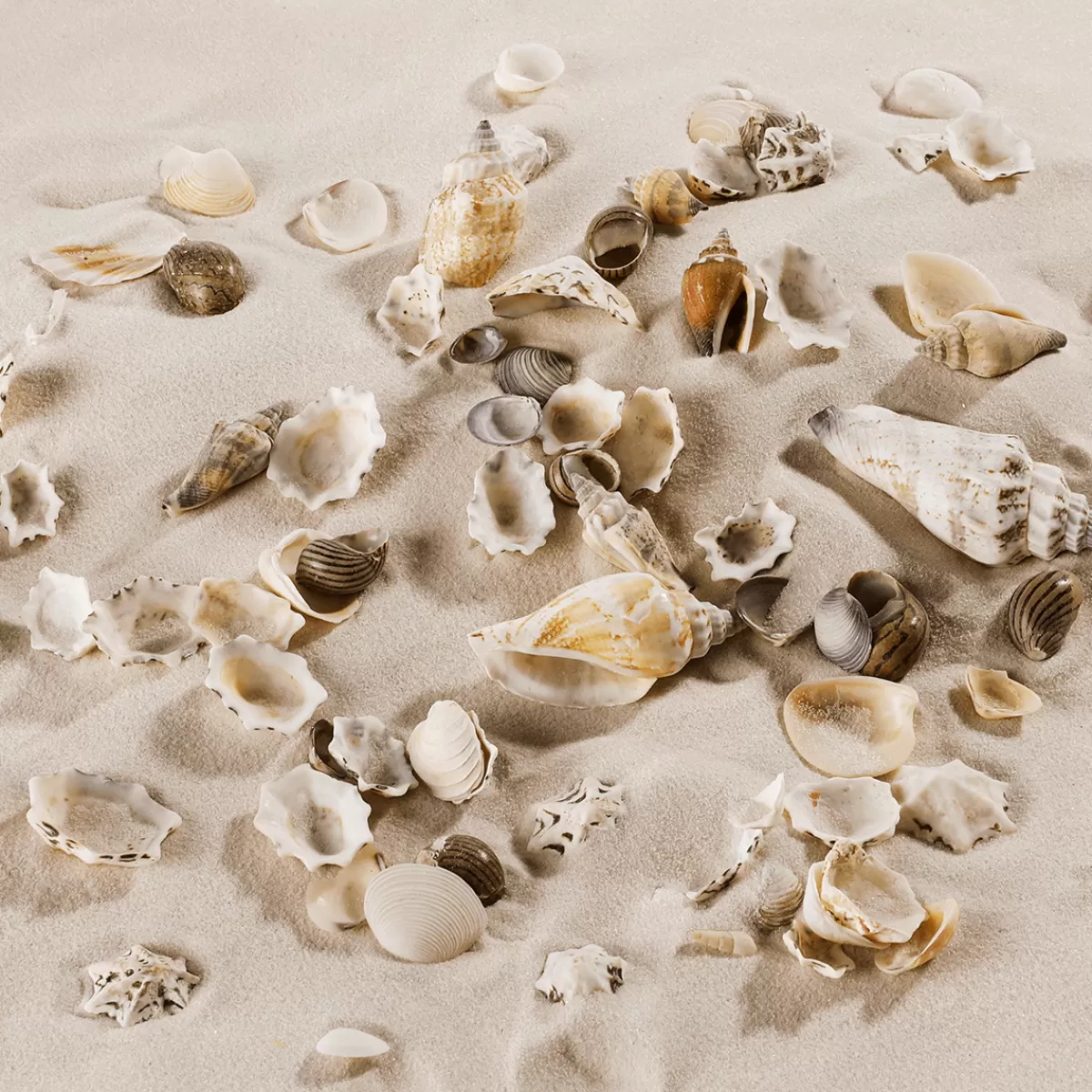 DecoWoerner Mélange De Coquillages Et D'escargots Décoration Maritime En Poudre 2000 G