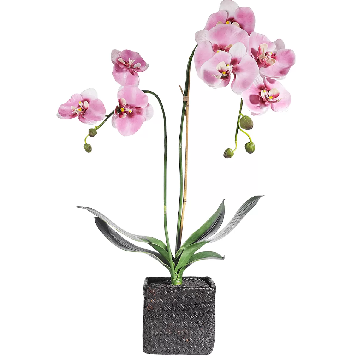DecoWoerner Orchidée Décorative En Pot 80 Cm
