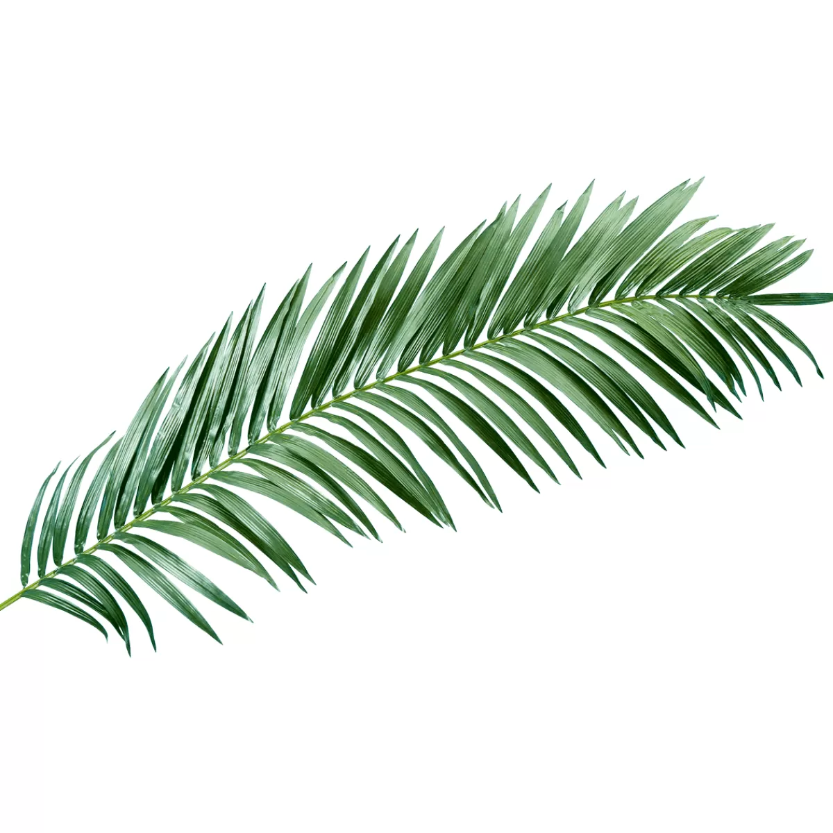 DecoWoerner Palme De Palmier Géant Déco, 240 Cm