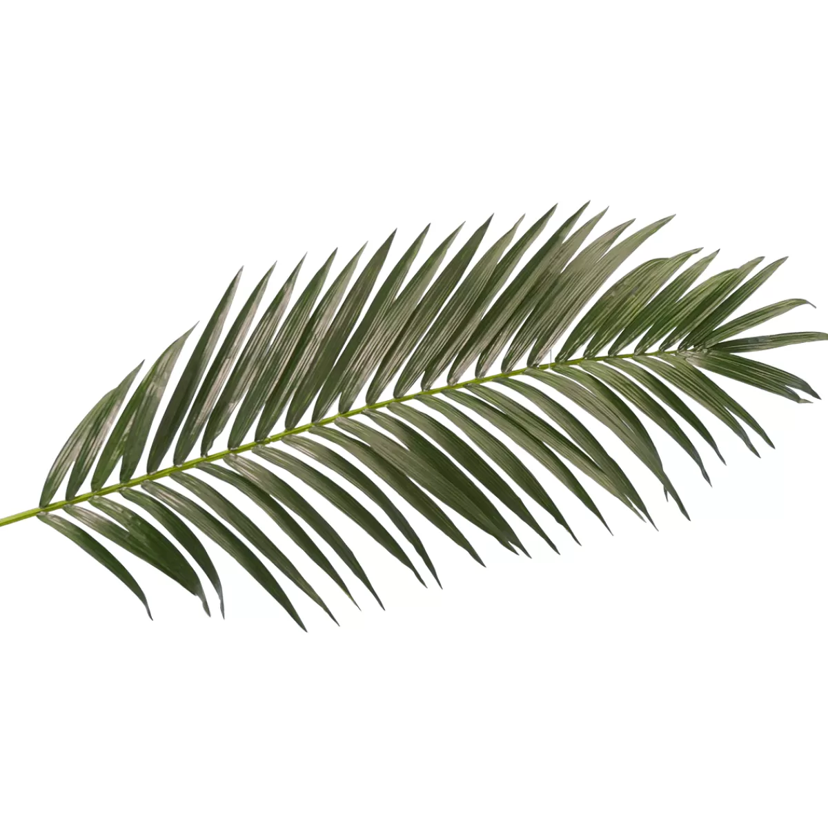 DecoWoerner Palme De Palmier Géant Déco, Long. 180 Cm