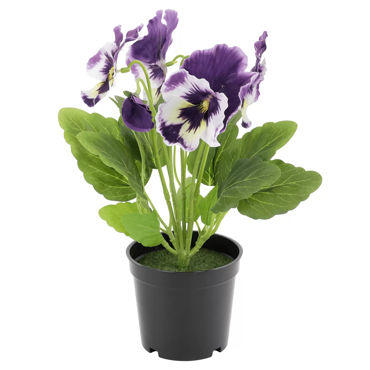 DecoWoerner Pot En Plastique Avec Masse De Bouturage 8 X 9,5 Cm