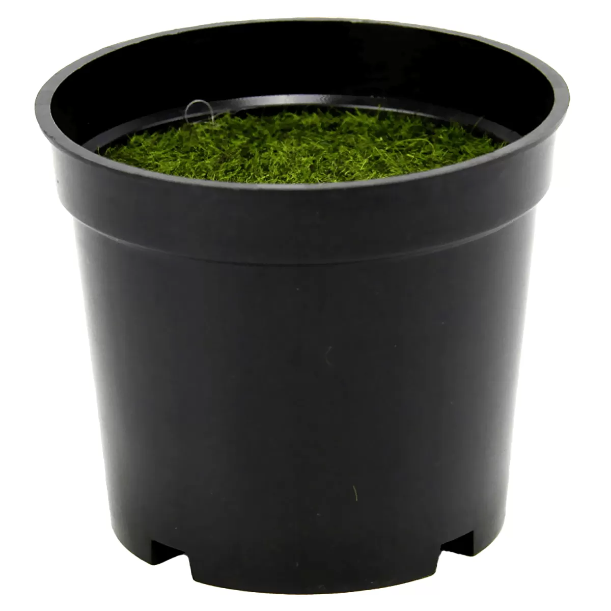 DecoWoerner Pot En Plastique Avec Masse De Bouturage 8 X 9,5 Cm