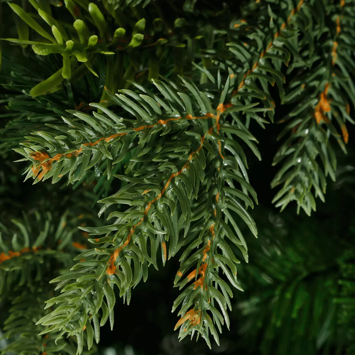 DecoWoerner Sapin Artificiel Colorado 1,8 M