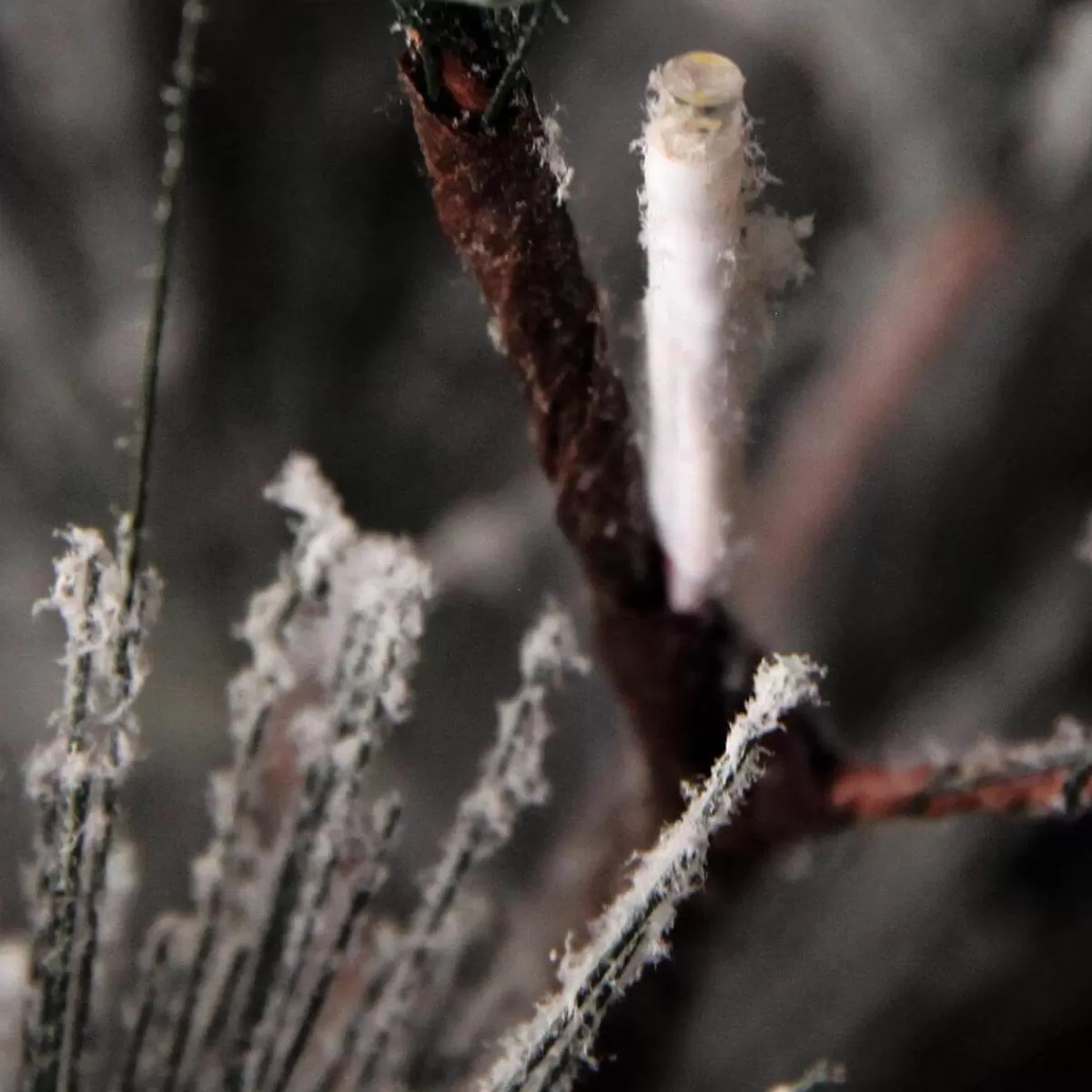 sapin_de_nol_artificiel_suspendu_pin_avec_aiguilles_givres_et_led_300_cm_4-1.webp DecoWoerner Sapin De Noël Artificiel Suspendu Pin Avec Aiguilles Givrées Et LED 300 Cm