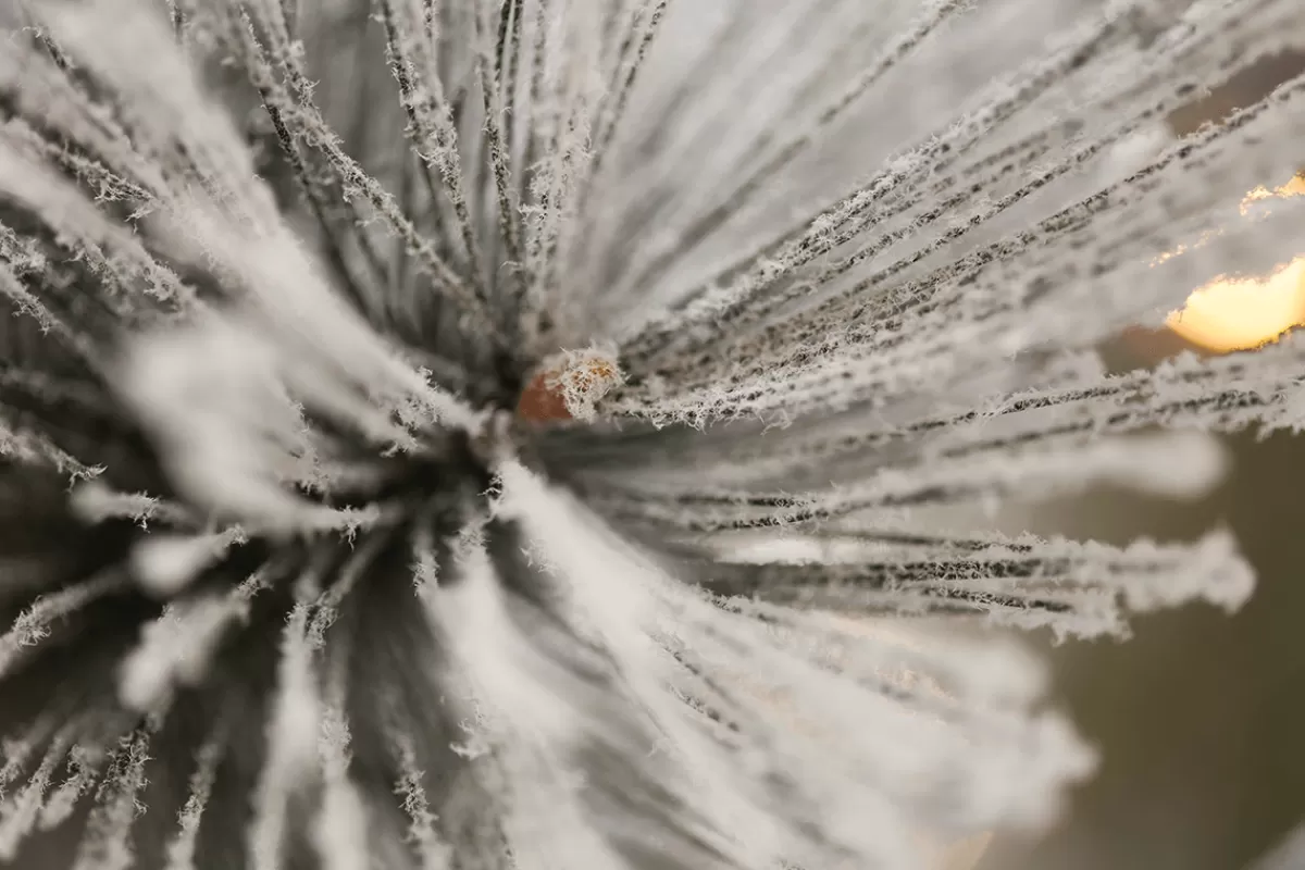sapin_de_nol_artificiel_suspendu_pin_avec_aiguilles_givres_et_led_300_cm_8-1.webp DecoWoerner Sapin De Noël Artificiel Suspendu Pin Avec Aiguilles Givrées Et LED 300 Cm